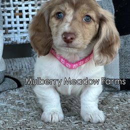 Nova - Dapple female Dachshund puppy in Paw Paw, Michigan from Mulberry Meadow Farms