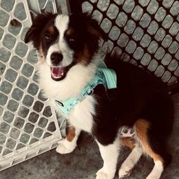 Murphy - Black tri male Miniature Australian Shepherd puppy in Madisonville, Texas from Diamond R Aussies