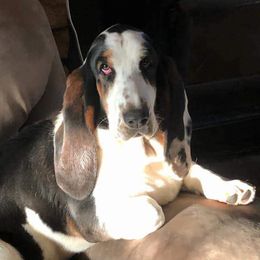 Diana - Basset Hound