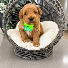 Dill - Red  male Goldendoodle puppy in West Haven, Utah from Split Mountain Doodles