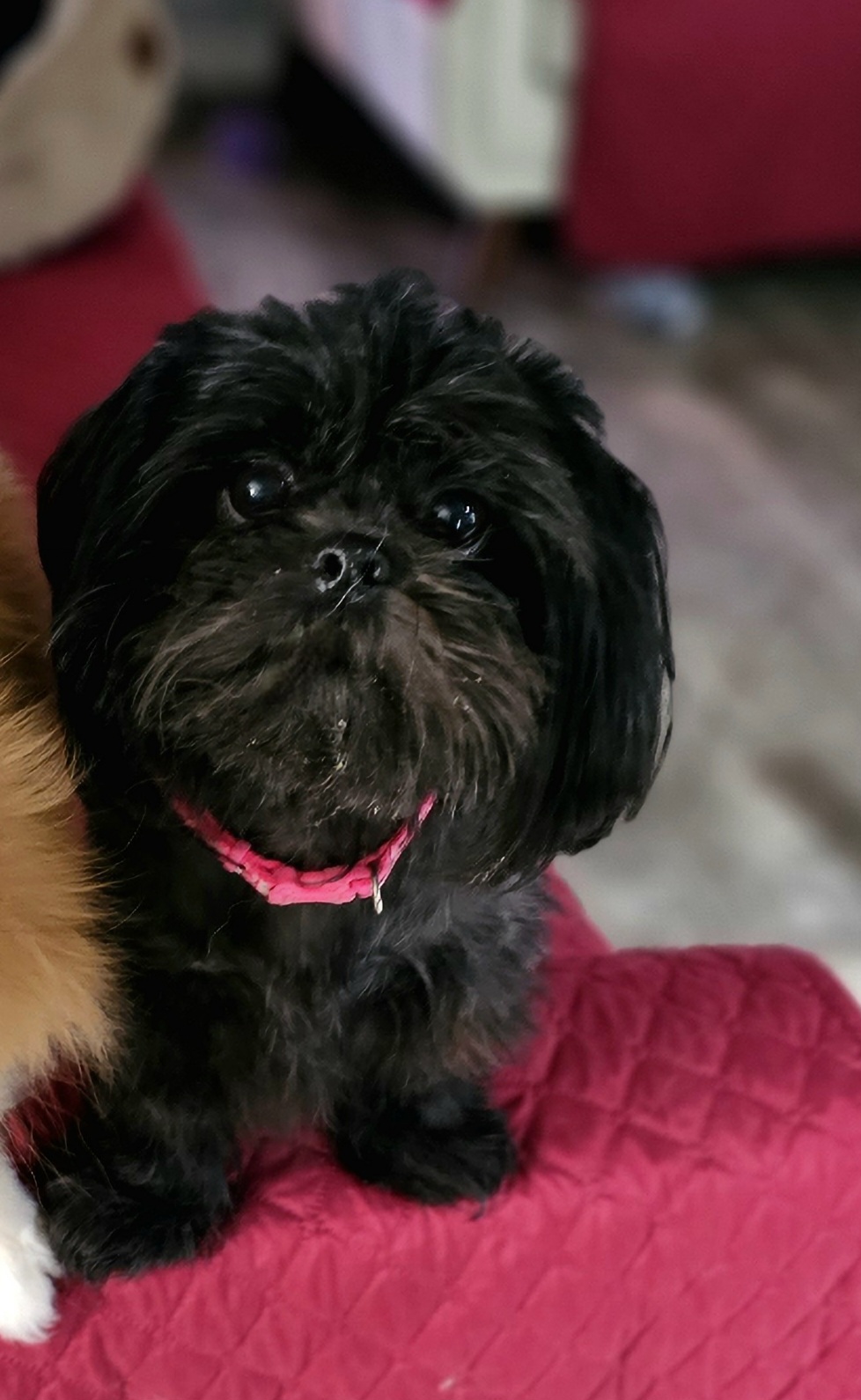 Sable - Shih Tzu