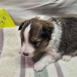 Trixie 5 - White and sable male Shetland Sheepdog puppy in Caldwell, Texas from Candyce Witte