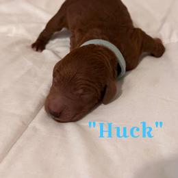 Huck - Red  male Poodle puppy in Sheridan, California from Renegade Standard Poodles