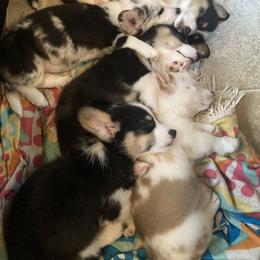 American Corgi and Pembroke Welsh Corgi Puppies from Swell Corgis