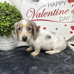 Rambler - Piebald male Dachshund puppy in Smithville, Oklahoma from Bristy’s Pampered Pups
