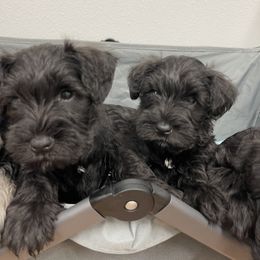 Miniature Schnauzer Puppies from Black Gold Miniature Schnauzers