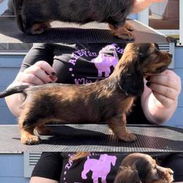 Dachshund Puppies from EntityDachs