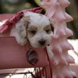 Valentino - Parti male Maltipoo puppy in Deming, Washington from Heavenly Puppies to Love