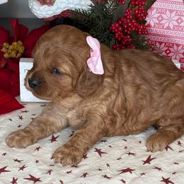 Aspen - Pink Collar - Red female Cavapoo puppy in South Jordan, Utah from Simply Sweet Paws. LLC