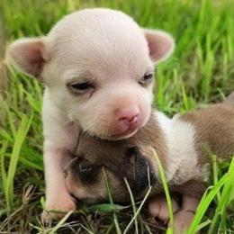 Pippin - Silver and white male Chihuahua puppy in Weatherford, Texas from Small and Mighty Chihuahuas