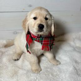 River - Light golden male Golden Retriever puppy in Phillips, Wisconsin from Alfalfa Lane Adventures