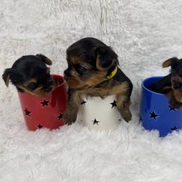 Yorkshire Terrier Puppies from Teenie Sweeties Yorkies