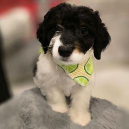 Sinatra - Tri-color male Double Doodle puppy in Prescott Valley, Arizona from Ramirez Family Doodles