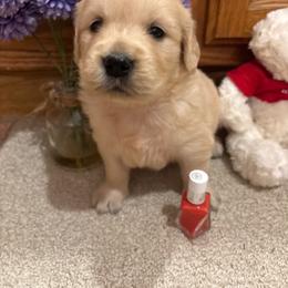 Entriquing - Golden female Golden Retriever puppy in Grant County, Indiana from On The Sunny Side Pavey Farms