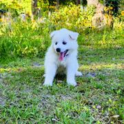 Blossom - White American Eskimo Dog puppy in Live Oak, Florida from Pecan Ridge Puppies