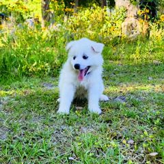 Blossom - White American Eskimo Dog puppy in Live Oak, Florida from Pecan Ridge Puppies