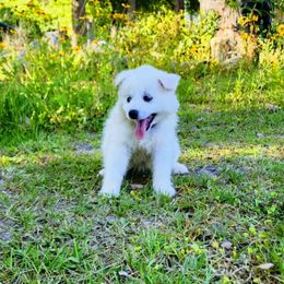 Blossom - White American Eskimo Dog puppy in Live Oak, Florida from Pecan Ridge Puppies