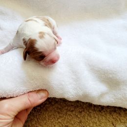 Cavalier King Charles Spaniel Puppies from Southern California Cavaliers
