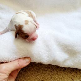 Cavalier King Charles Spaniel Puppies from Southern California Cavaliers