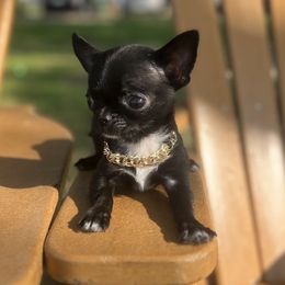 Chihuahuas, Poodles, and Yorkshire Terriers from Tiny collection kennels