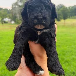 Boy 1 - Black male Portuguese Water Dog puppy in Munford, Alabama from Boardwalk Water Dogs