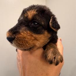 Baby Boy Red - Black and tan male Airedale Terrier puppy in Mooresville, North Carolina from Farm 55