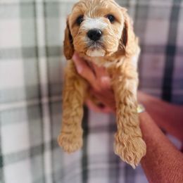 Lemonsquare - Red male Cavapoo puppy in Statesville, North Carolina from Circle T Ranch K9s