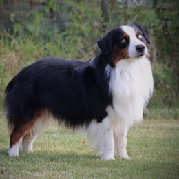 Audie - Miniature Australian Shepherd