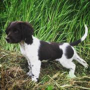 Kleine Munsterlander Puppies from Gould Hunting Dogs