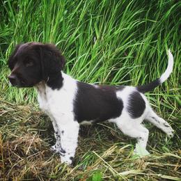 Kleine Munsterlander Puppies from Gould Hunting Dogs