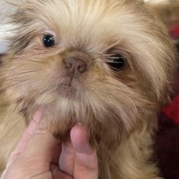 Shih Tzus from Lauren Black's Shih Tzu