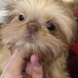 Shih Tzus from Lauren Black's Shih Tzu