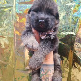 Licorice - Black male German Shepherd puppy in Fort Jennings, Ohio from Von Holtzapple German shepherds