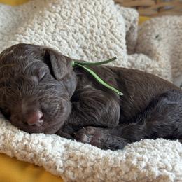Green - Chocolate male Goldendoodle puppy in Hesperia, Michigan from Red Acres Poodles & Doodles
