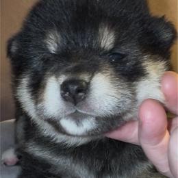 Rasshii (meaning, Lassie) - Black and tan female Shiba Inu puppy in Derby, Kansas from Heart’s Desire Shiba Inus