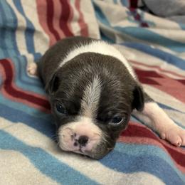 Alfalfa - Blue male Boston Terrier puppy in Corning, California from SB Bostons / Raksha Malinois