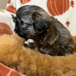 Shih Tzu Puppies from Lavender Lane Tzus