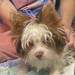 Sir Chase Edward - Parti male Yorkshire Terrier puppy in Elizabethtown, Kentucky from Teeny Tiny Puppy Tails