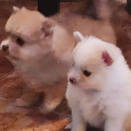 Pomeranian Puppies from La Belle Pomeranians