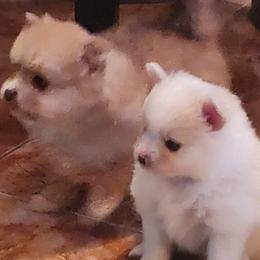 Pomeranian Puppies from La Belle Pomeranians