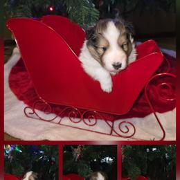 Andy - Sable and white male Shetland Sheepdog puppy in Greenfield, Ohio from Kayla's Shelties