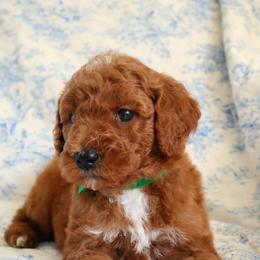 Archie - Green - Red  male Goldendoodle puppy in Ruthorfordton, North Carolina from Duncan Doodles Goldendoodles