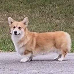 Falcon - Pembroke Welsh Corgi