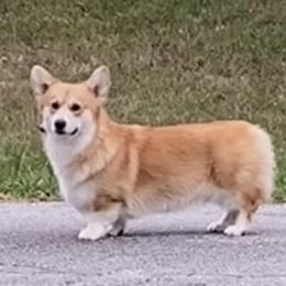 Falcon - Pembroke Welsh Corgi