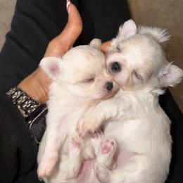Girl 3 - Cream and white female Chihuahua puppy in Millville, New Jersey from M’s Chihuahuas