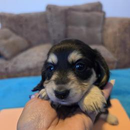 Buns - Black and Cream - Black and cream female Dachshund puppy in Pueblo, Colorado from HotDachs