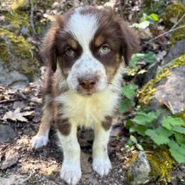 Ron - Red tri-color male Australian Shepherd puppy in Grants Pass, Oregon from Carmel Mountain Aussies