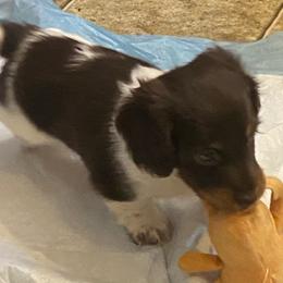 MOCHA - Piebald male Dachshund puppy in Elizabethtown, Kentucky from Teeny Tiny Puppy Tails