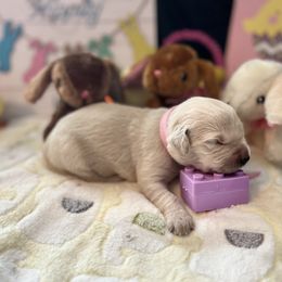 Golden Retriever Puppies from Sunshine Mountain Retrievers