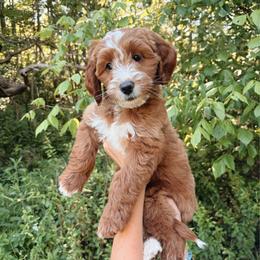 Matcha - Apricot female Goldendoodle puppy in Atlanta, Georgia from Cedarcrest Goldendoodles